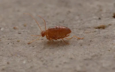 Dedetização Residencial: Segurança para Sua Família